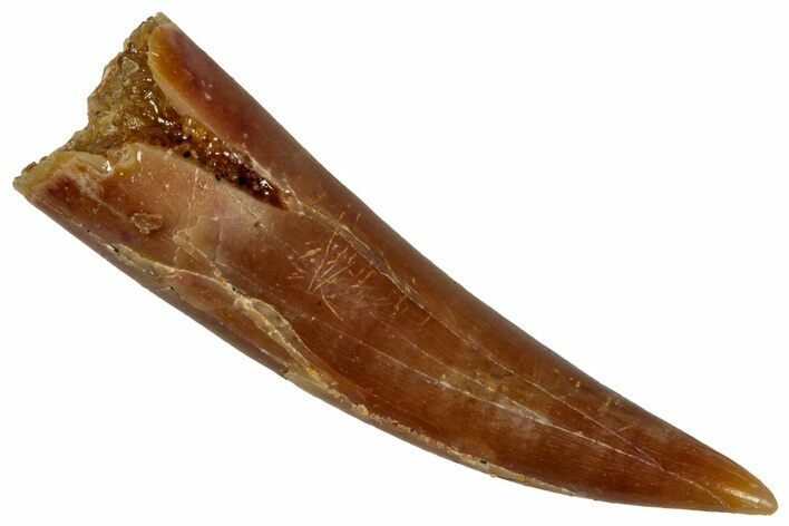 Fossil Fish Fang (Aidachar) - Kem Kem Beds, Morocco #329060